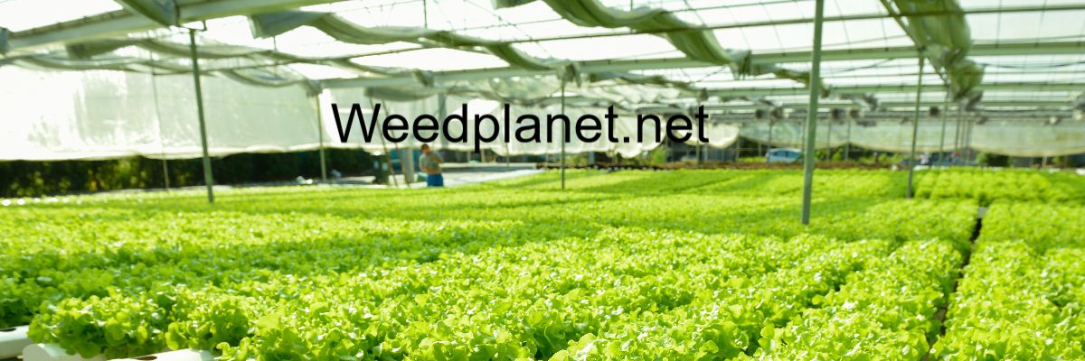 weedplanet.net